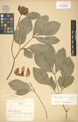 LE 01004105
