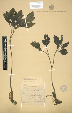 LE 01004106