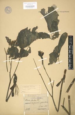 LE 01004108
