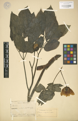 LE 01004109
