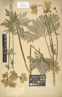 LE 01004115
