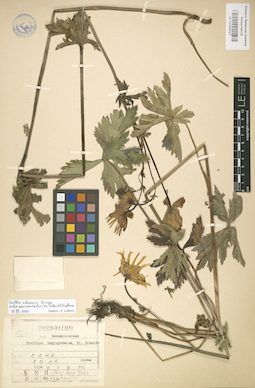 LE 01004117