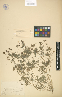 LE 01004118