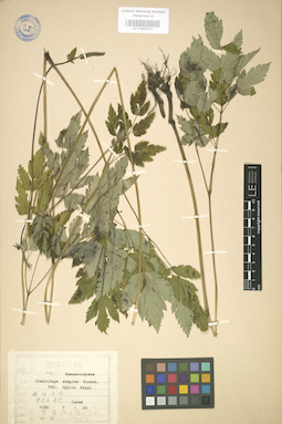 LE 01004132