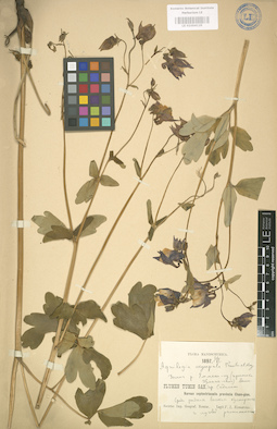 LE 01004135