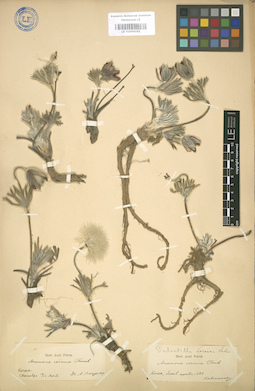 LE 01004162