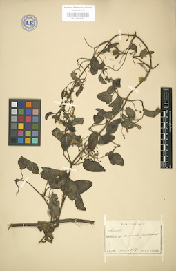 LE 01004196