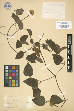 LE 01004198