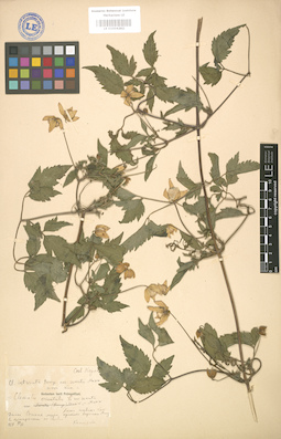 LE 01004202