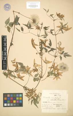 LE 01004203
