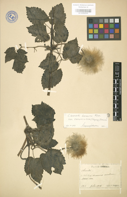 LE 01004204