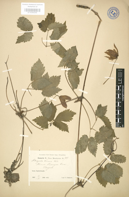 LE 01004206