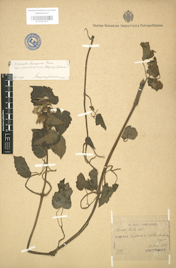 LE 01004207