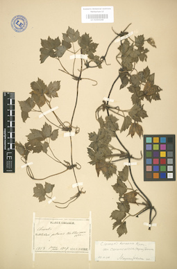 LE 01004208
