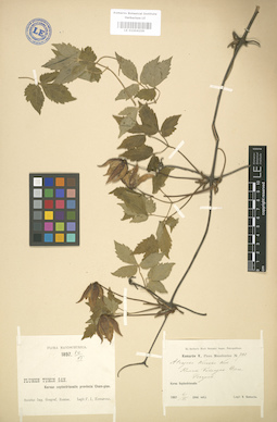 LE 01004209