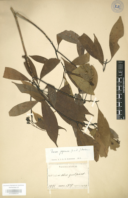 LE 01004234