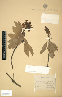 LE 01004239