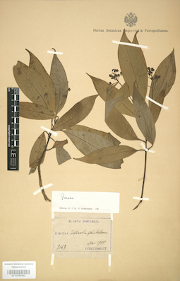 LE 01004242