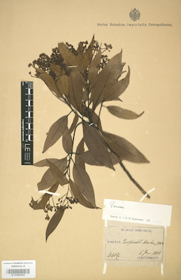 LE 01004243
