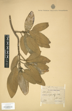 LE 01004250