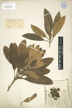 LE 01004251