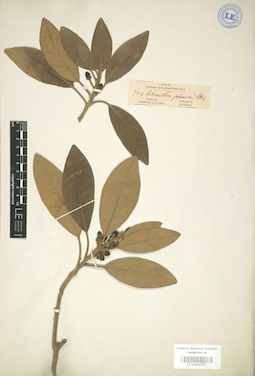 LE 01004252