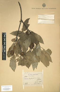LE 01004258