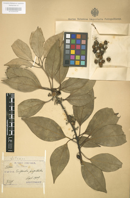 LE 01004259