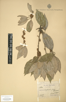 LE 01004260