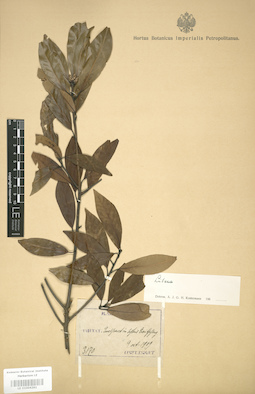 LE 01004261