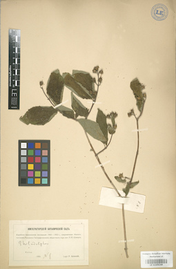 LE 01004268