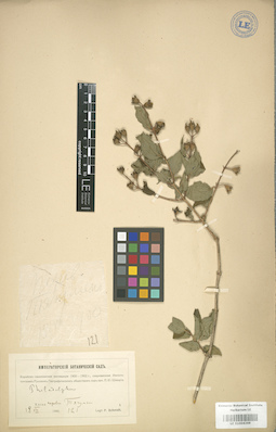 LE 01004269