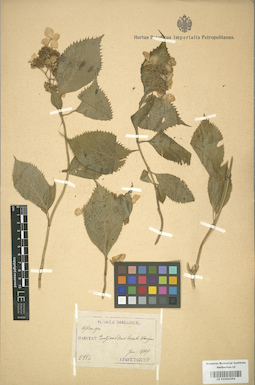 LE 01004296