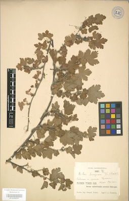 LE 01004303