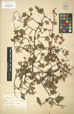 LE 01004306