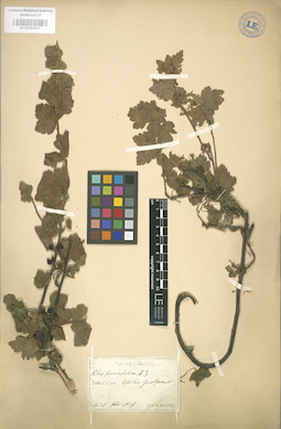 LE 01004307