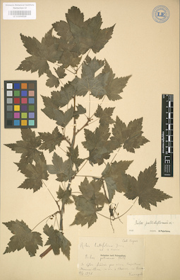 LE 01004316