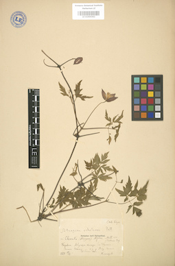 LE 01004362