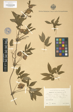 LE 01004363