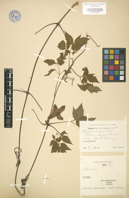 LE 01004365
