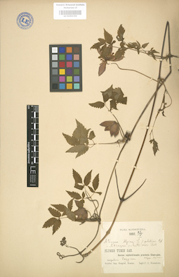 LE 01004366