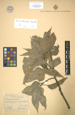 LE 01004396