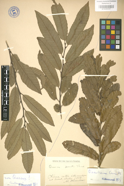 LE 01004397
