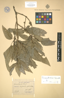 LE 01004398