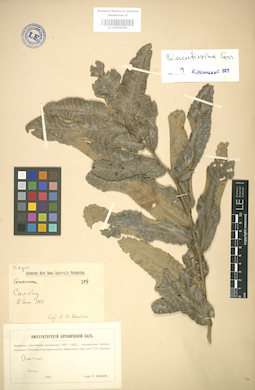 LE 01004399