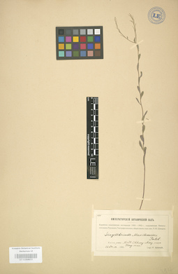 LE 01004433