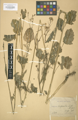 LE 01004437