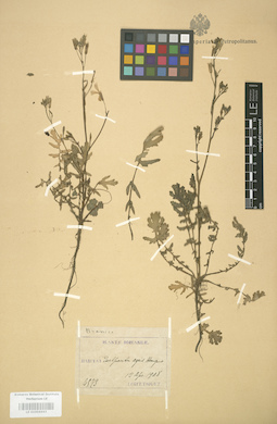 LE 01004443