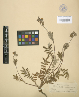 LE 01004516