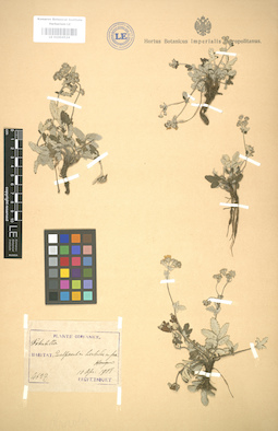 LE 01004524